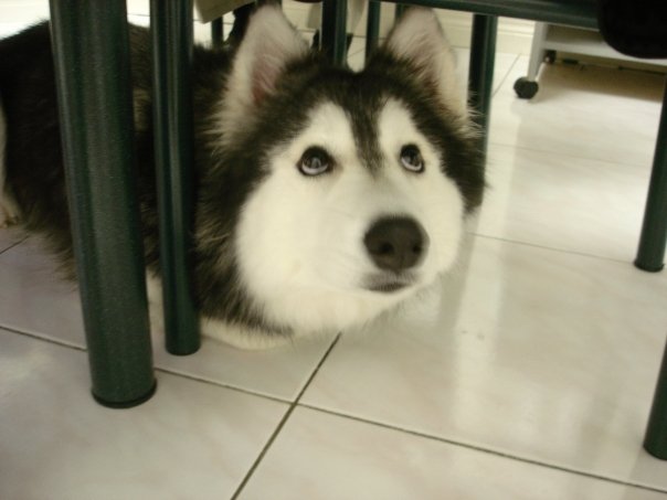 Photos Of This Husky Raised As A Cat Are Exactly What You Need Right Now
